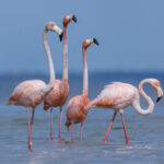 La Cámara vota para convertir al flamenco en la próxima ave estatal de Florida