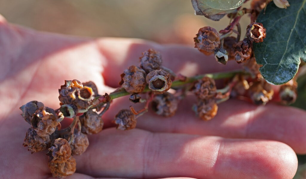 Los daños a los cultivos de Florida podrían superar los mil millones de dólares después de las temperaturas bajo cero