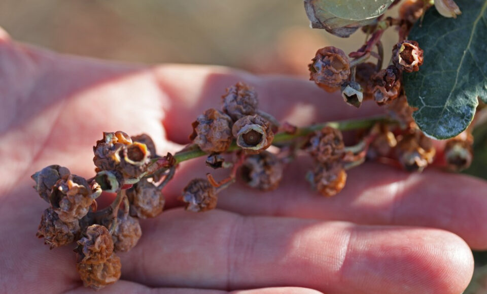 Los daños a los cultivos de Florida podrían superar los mil millones de dólares después de las temperaturas bajo cero