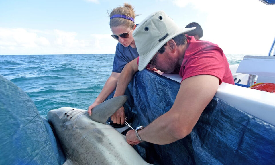 Cómo asustar a un tiburón: la nueva tecnología lo mantiene alejado de las líneas de pesca