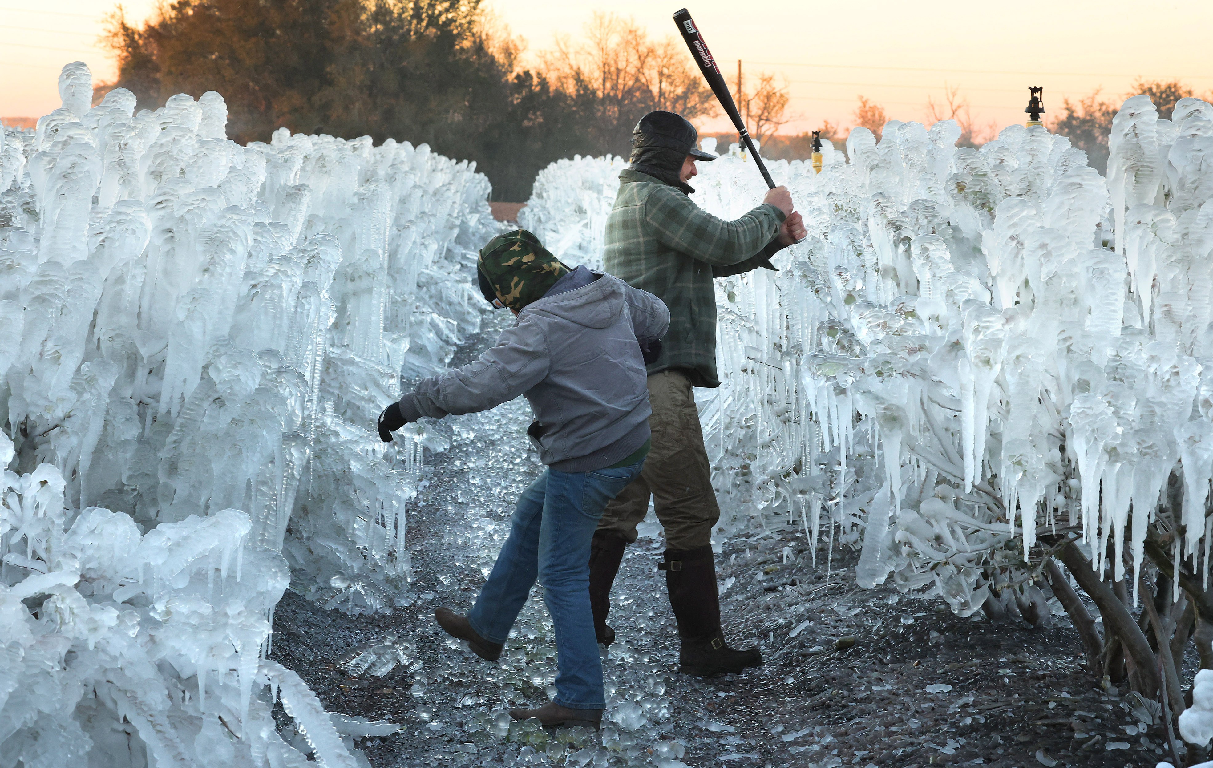 Jameson Thomas, izquierda, y Kyle Hill golpean y patean formaciones de hielo en plantas de arándanos en Southern Hill Farms en Clermont, Florida, el domingo 1 de febrero de 2026. Los trabajadores agrícolas trabajaron durante toda la noche para irrigar campos de fresas, arándanos, melocotones y otras plantas para
