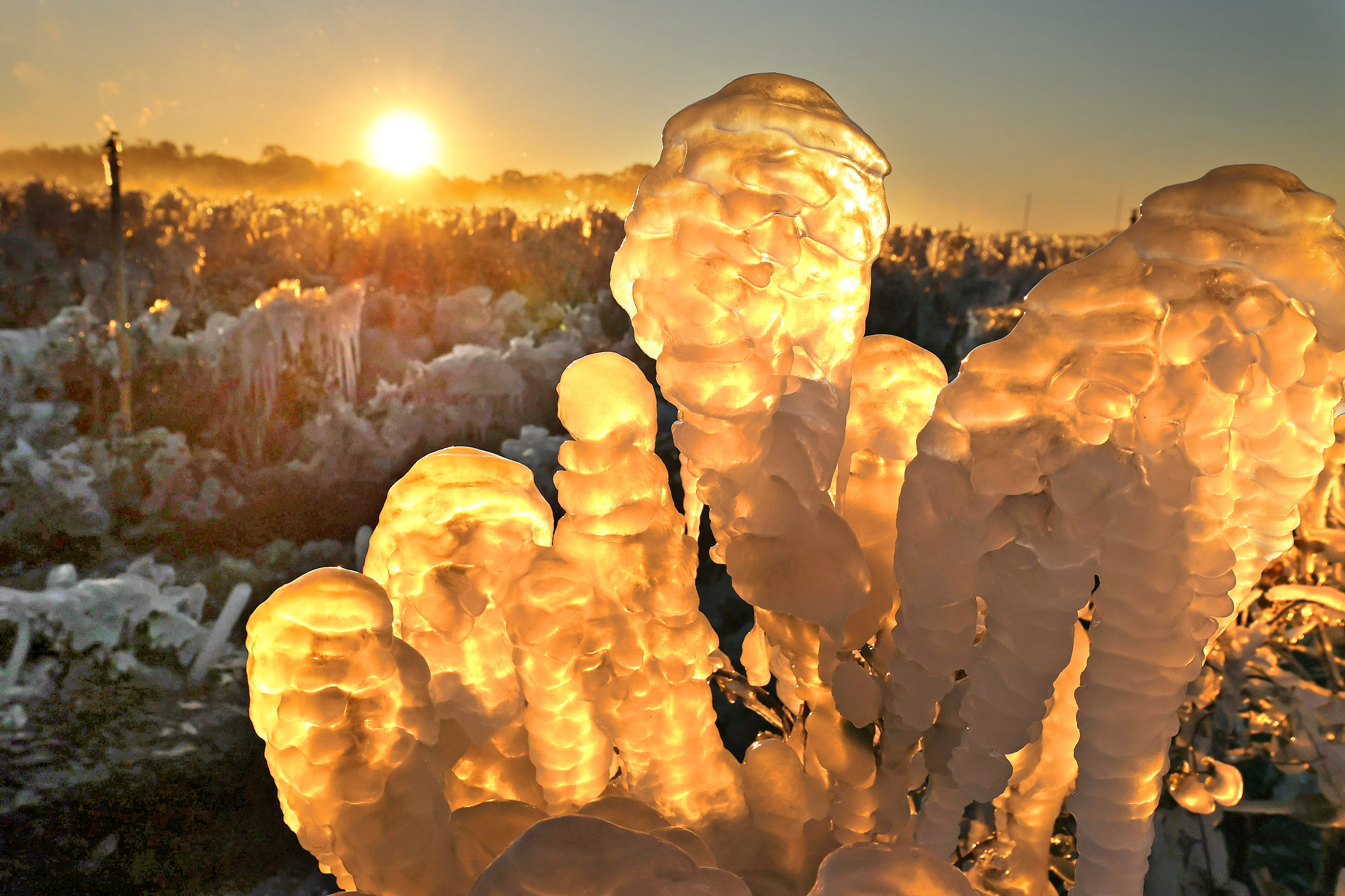Las plantas de arándanos están cubiertas de hielo, con una temperatura de 23 grados, en Southern Hill Farms en Clermont el domingo 1 de febrero de 2026. Los trabajadores agrícolas trabajaron durante toda la noche para irrigar campos de fresas, arándanos, melocotones y otras plantas para 