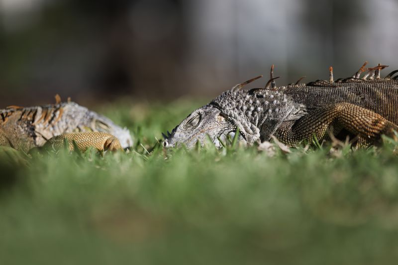 Iguanas inmóviles por el frío en el suelo en Miami Beach el 1 de febrero.