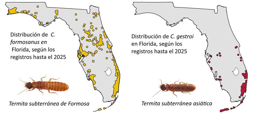 Mapeo de distribución de riesgo.