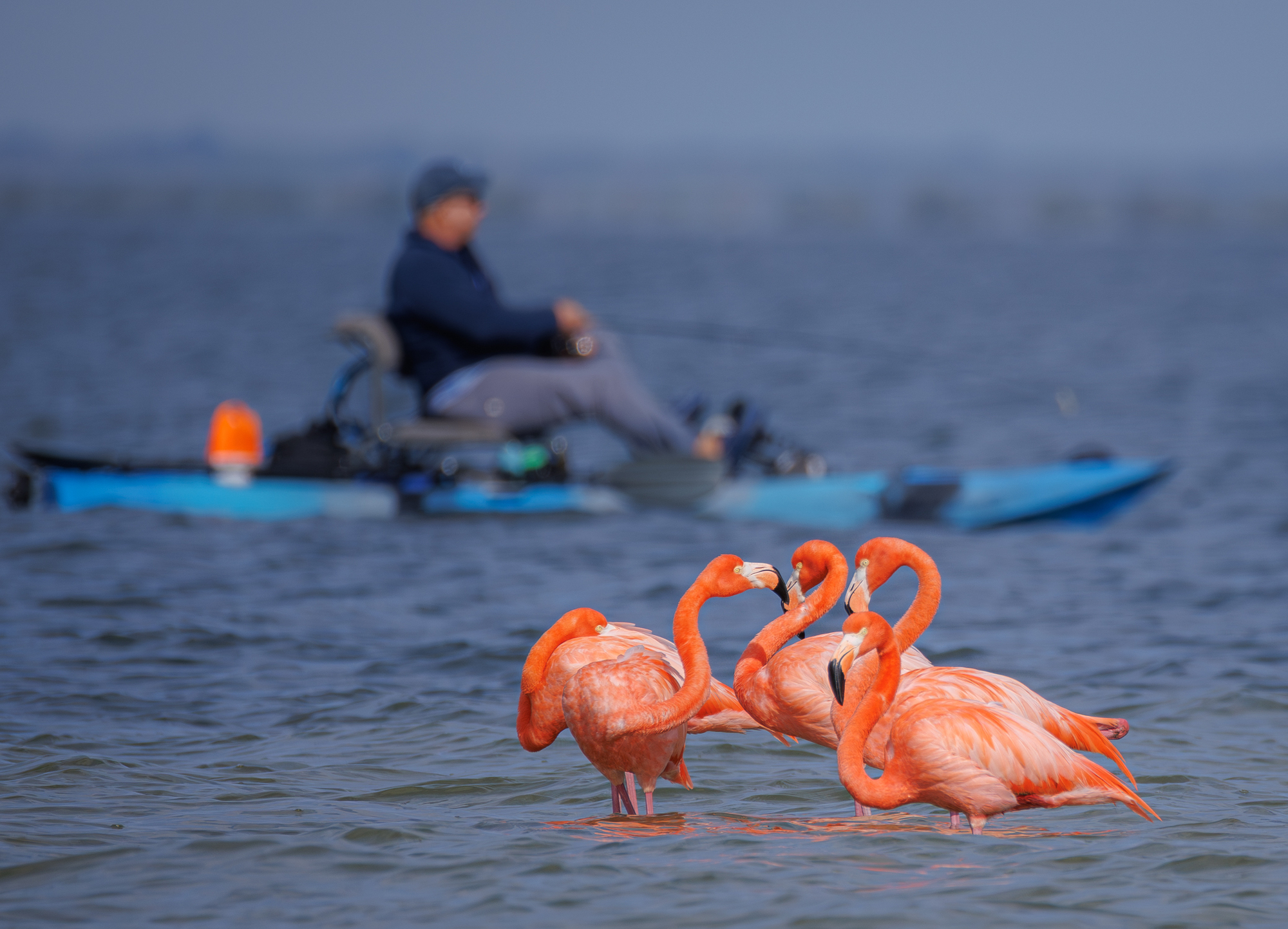 Un grupo de flamencos americanos en el río Indian parece...