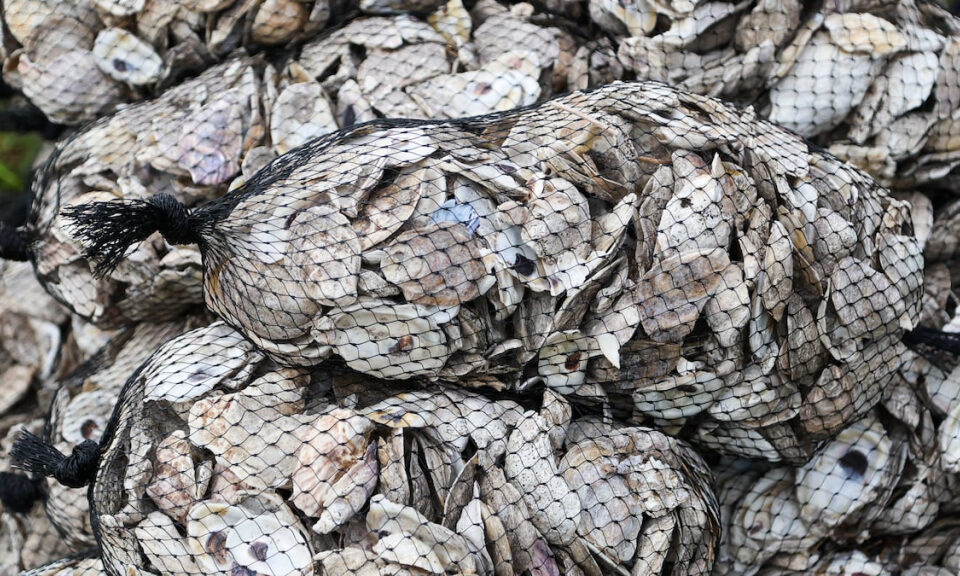 «Ostras en abundancia». Palmetto mejora la calidad del agua local con un proyecto galardonado