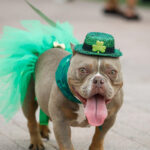 Vea imágenes mientras Tampa celebra el Día de San Patricio con River O’Green