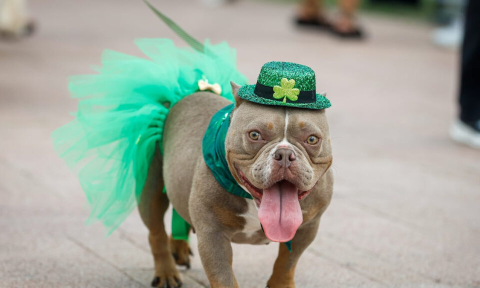 Vea imágenes mientras Tampa celebra el Día de San Patricio con River O’Green