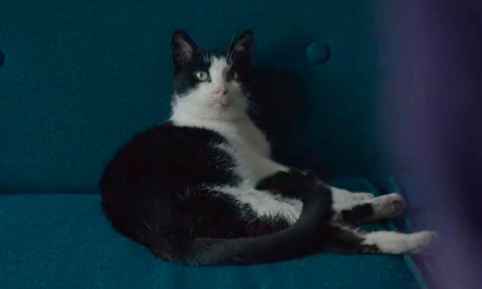 Hace 11 años, un despido fulminante hundió esta película: tiempo después acabaría llegando a los Oscar