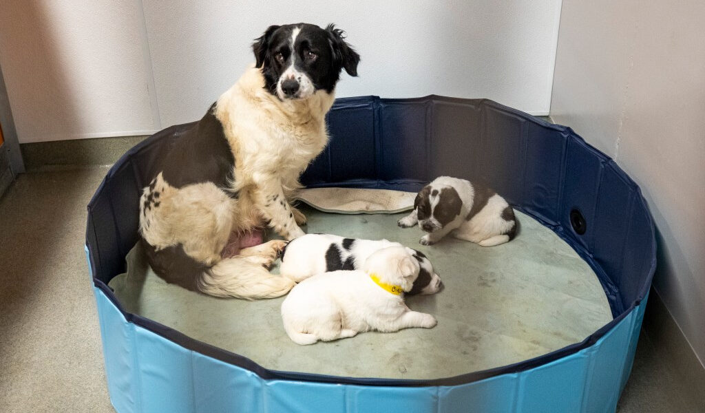 Pet Alliance abre un nuevo refugio de $15 millones con 25,000 pies cuadrados de espacio