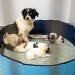 Pet Alliance abre un nuevo refugio de $15 millones con 25,000 pies cuadrados de espacio