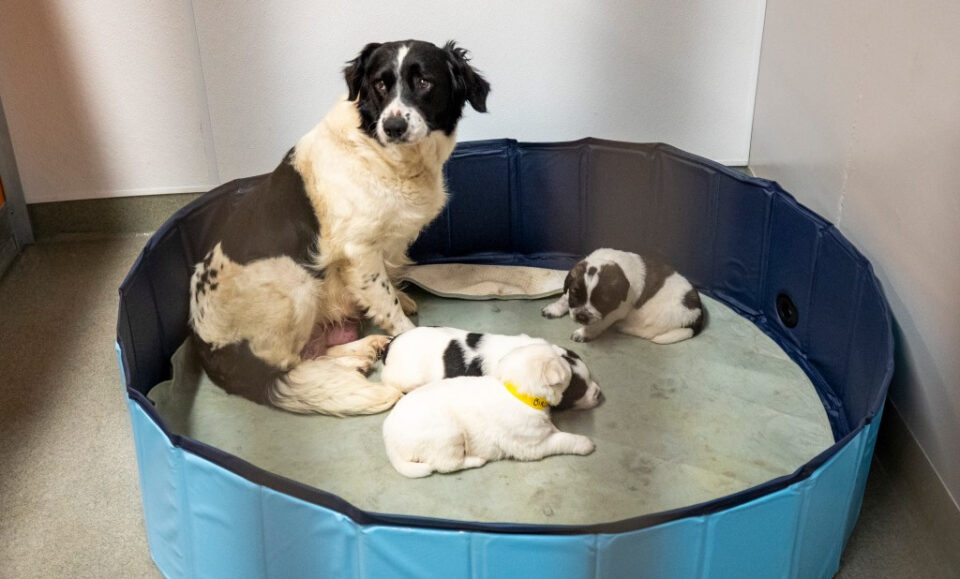 Pet Alliance abre un nuevo refugio de $15 millones con 25,000 pies cuadrados de espacio