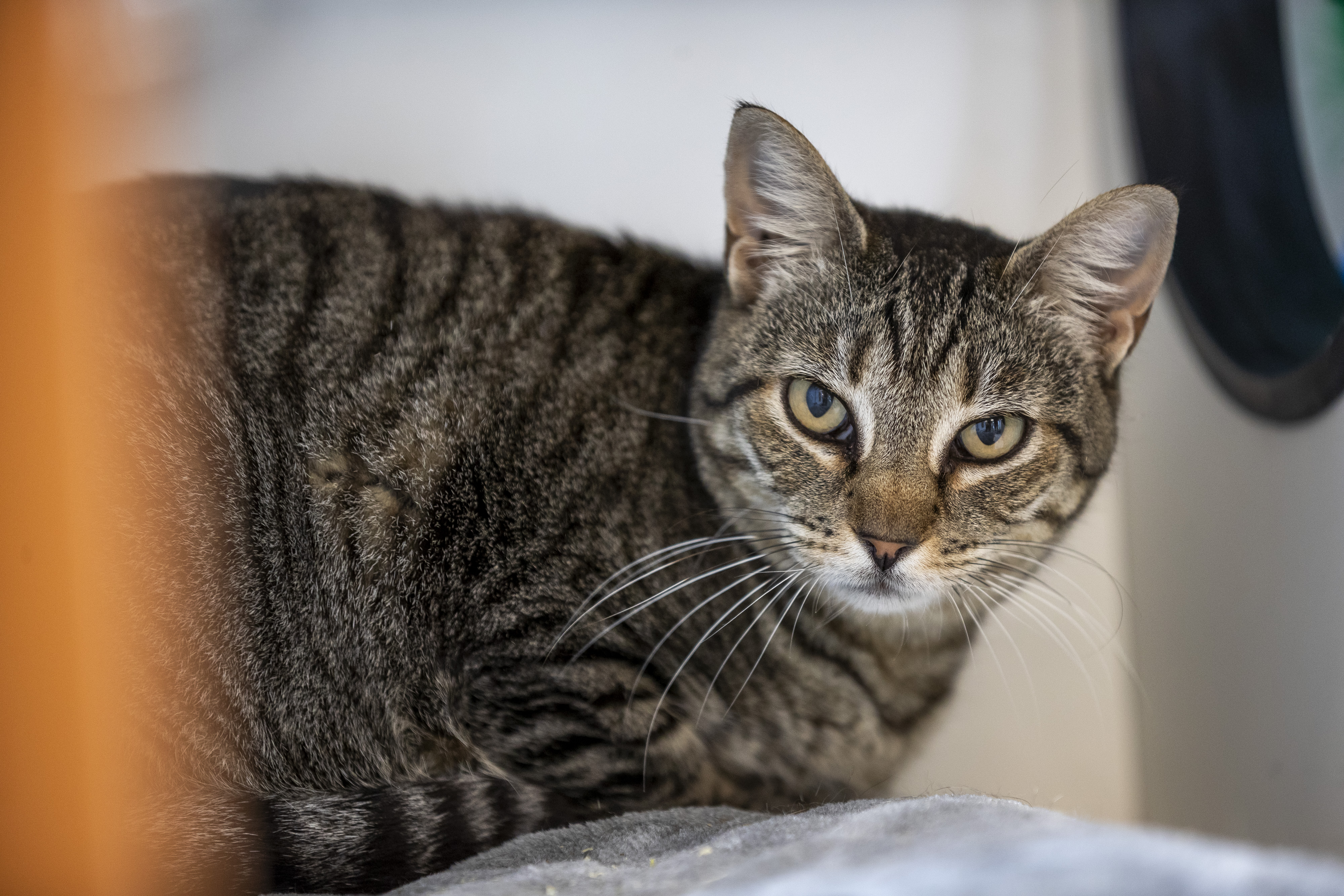 Shorty es un gato adoptable en el nuevo refugio de 25,000 pies cuadrados de Pet Alliance en South John Young Parkway el 25 de marzo de 2026. (Patrick Connolly/Orlando Sentinel)