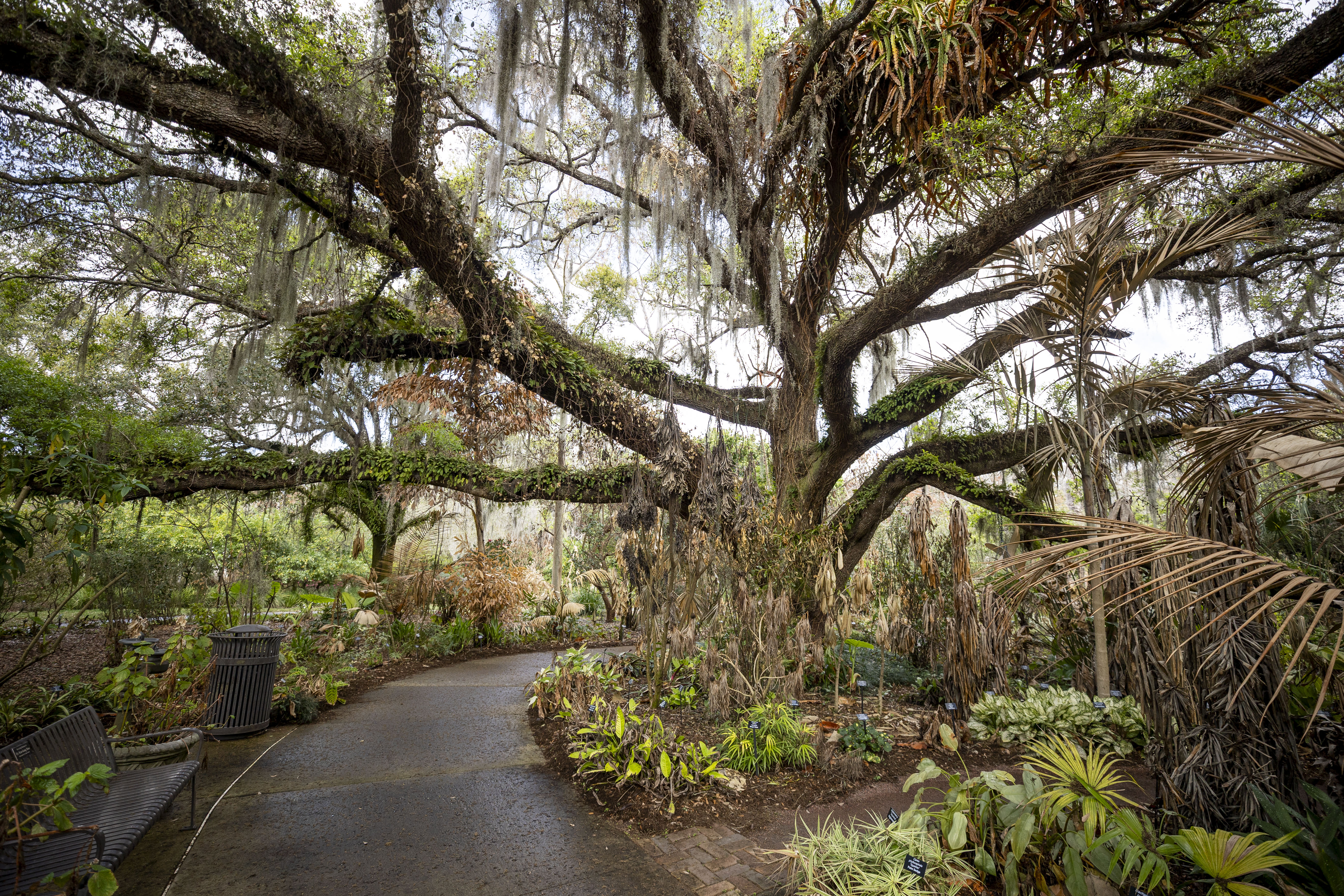 Idea Garden podría ser el futuro sitio de un jardín infantil en Leu Gardens el 5 de marzo de 2026. La ciudad de Orlando y el liderazgo de Leu Gardens están considerando un nuevo plan maestro que podría incluir un nuevo centro de visitantes, mejoras en el jardín, mejoras en el jardín y estacionamiento. (Patrick Connolly/Orlando Sentinel)