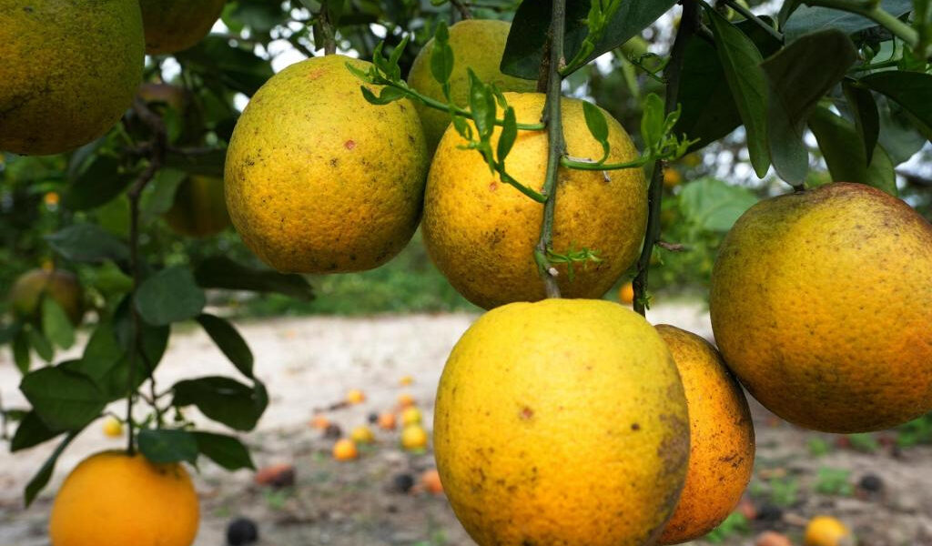 El pronóstico actualizado de cítricos muestra buenas noticias para los productores de Florida