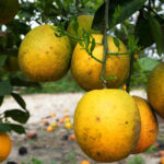 El pronóstico actualizado de cítricos muestra buenas noticias para los productores de Florida