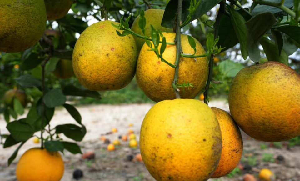 El pronóstico actualizado de cítricos muestra buenas noticias para los productores de Florida