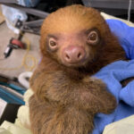 Editorial: ¿Cómo ocurrió una tragedia como Sloth World? encontrar respuestas