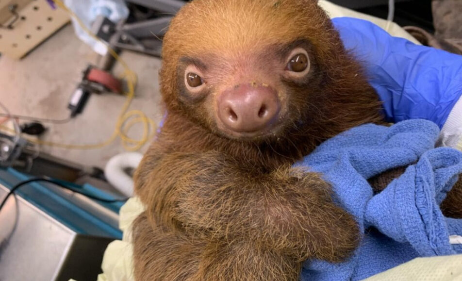 Editorial: ¿Cómo ocurrió una tragedia como Sloth World? encontrar respuestas