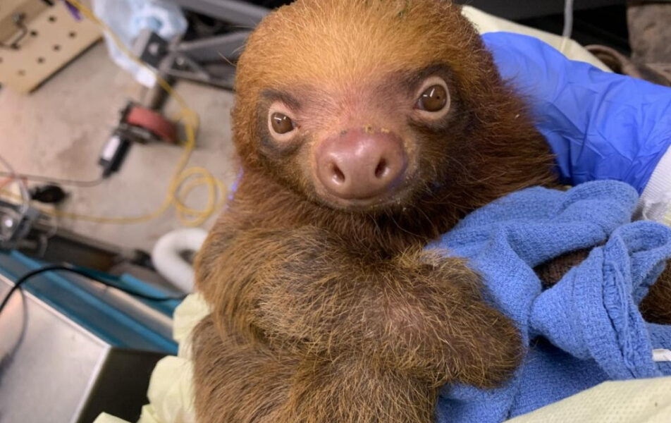 Editorial: ¿Cómo ocurrió una tragedia como Sloth World? encontrar respuestas