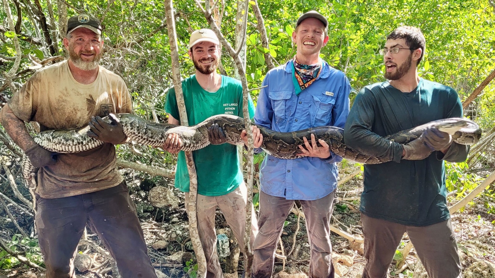 Jeremy Dixon, del Servicio de Pesca y Vida Silvestre de EE. UU., junto con los técnicos de investigación del Museo de Ciencias Naturales de Carolina del Norte, Brandon McDonald, Isaac Lord y Joe Redinger, sostienen la hembra de pitón birmana invasiva de 12 pies de largo y 66 libras que descubrieron después de que mató y se comió una zarigüeya que estaban rastreando.