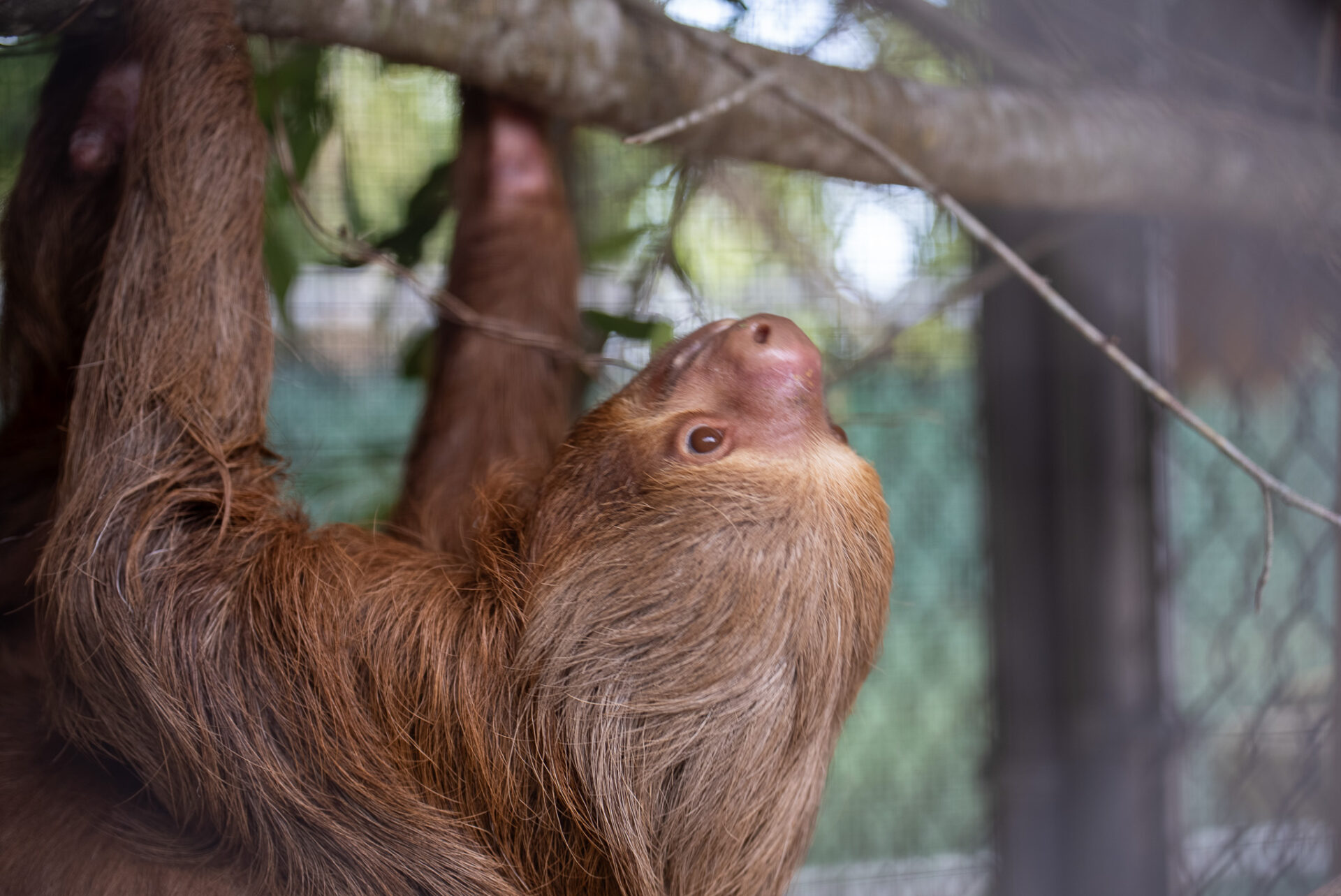 Uno de los 13 perezosos donados al Zoológico y Jardín Botánico de Florida Central el 24 de abril de 2026 (Matthew Eldridge/Cortesía del Zoológico de Florida Central)