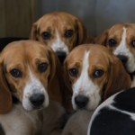 Beagles rescatados de laboratorio de pruebas llegan a Palm Beach para ser adoptados