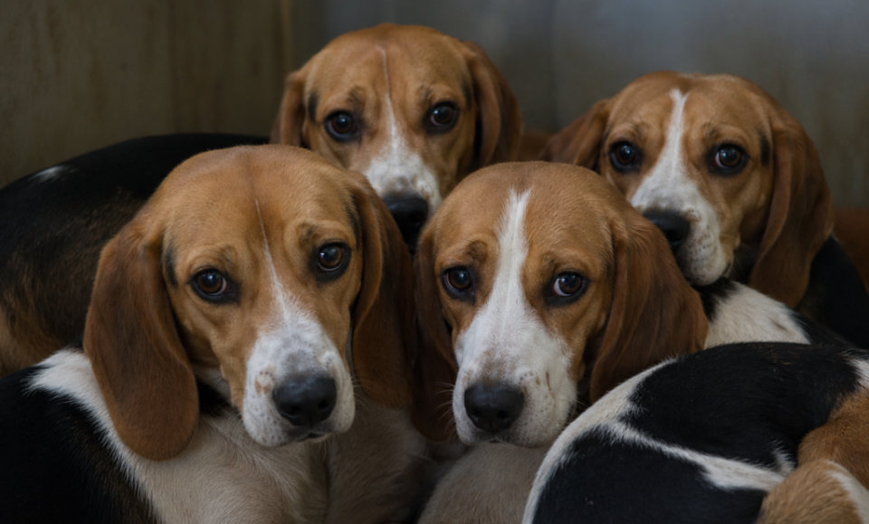 Beagles rescatados de laboratorio de pruebas llegan a Palm Beach para ser adoptados