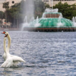 Los cisnes del lago Eola serán trasladados a otro lugar mientras Orlando ‘pausa’ el programa después del brote de gripe