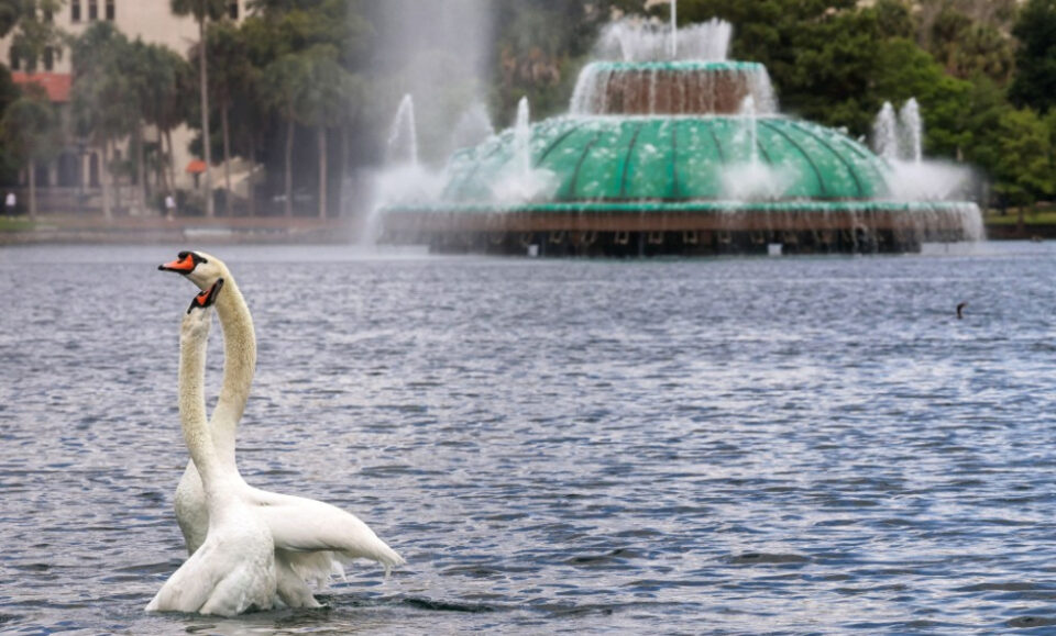 Los cisnes del lago Eola serán trasladados a otro lugar mientras Orlando ‘pausa’ el programa después del brote de gripe