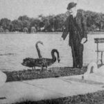 Orlando Sentinel 150: Lunes Memoria de cómo, por qué y de dónde sacó Orlando sus cisnes