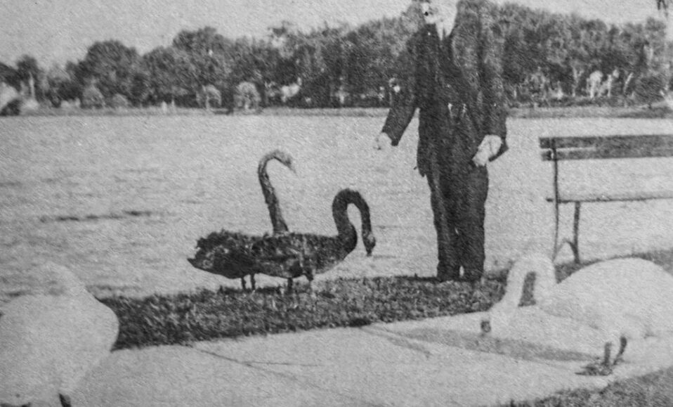 Orlando Sentinel 150: Lunes Memoria de cómo, por qué y de dónde sacó Orlando sus cisnes