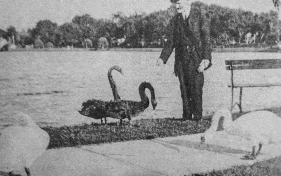Orlando Sentinel 150: Lunes Memoria de cómo, por qué y de dónde sacó Orlando sus cisnes