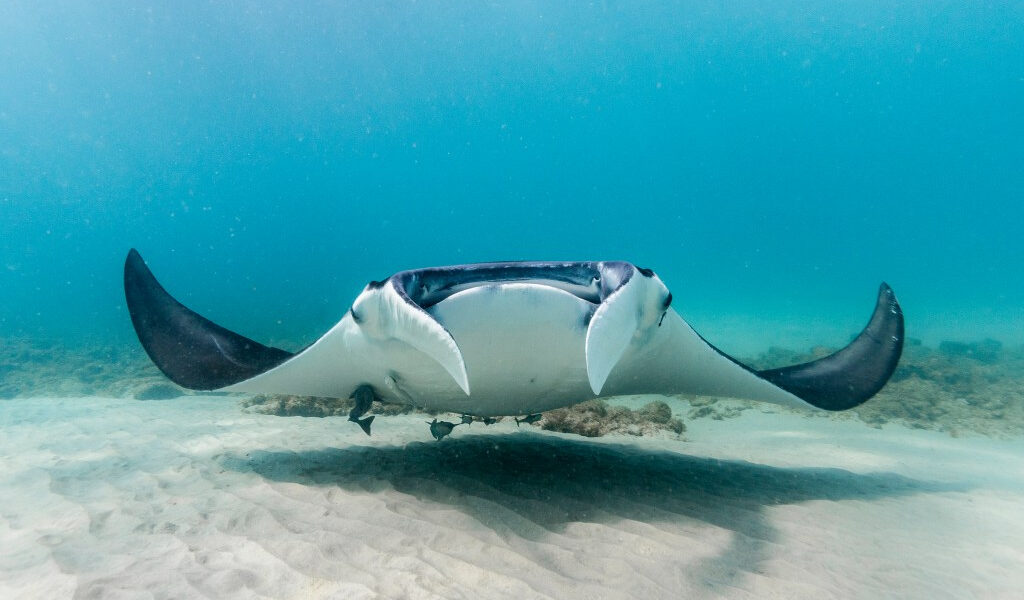 Florida pondrá fin a la exportación internacional de mantarrayas para acuarios