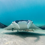 Florida pondrá fin a la exportación internacional de mantarrayas para acuarios