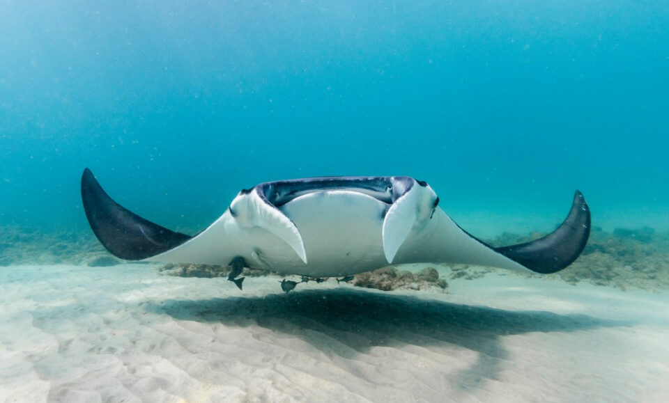 Florida pondrá fin a la exportación internacional de mantarrayas para acuarios