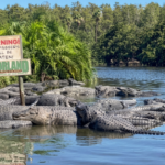 Enorme caimán devora a un ejemplar más joven en parque turístico de Florida