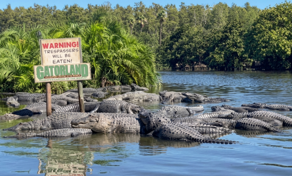 Enorme caimán devora a un ejemplar más joven en parque turístico de Florida
