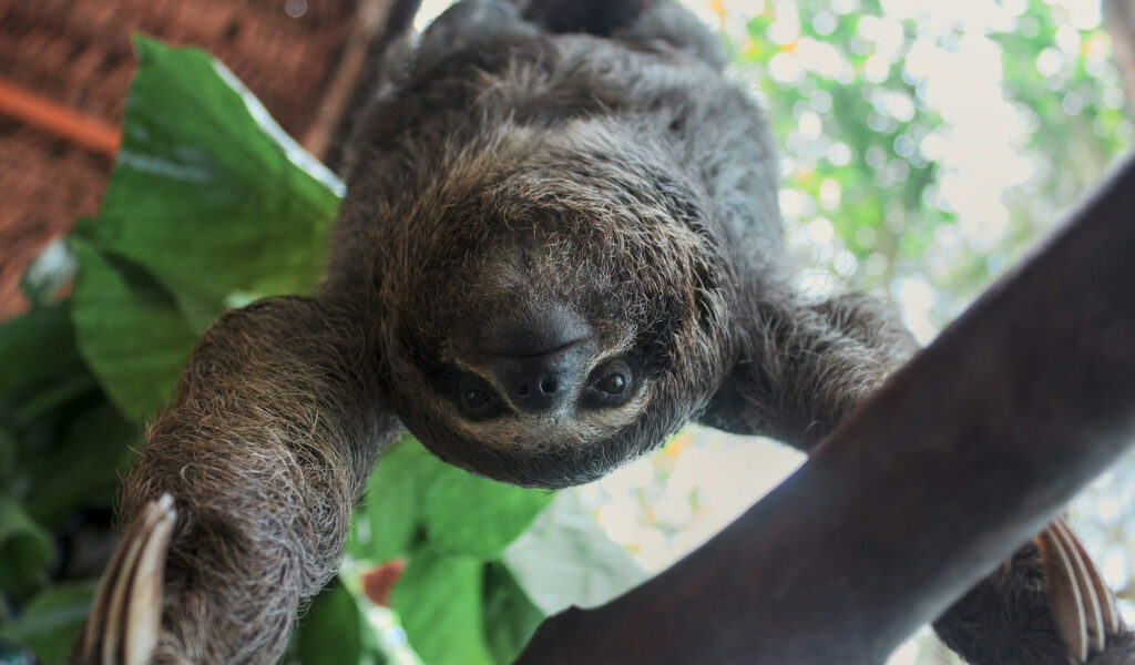 Florida frena importación de perezosos tras la muerte de 50 ejemplares en Sloth World