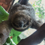 Florida frena importación de perezosos tras la muerte de 50 ejemplares en Sloth World