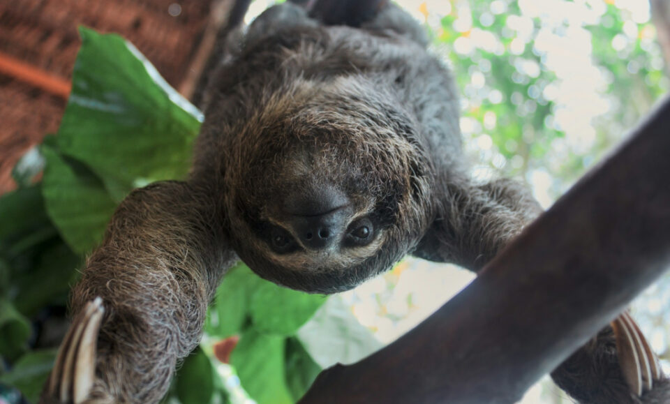 Florida frena importación de perezosos tras la muerte de 50 ejemplares en Sloth World