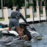 Héroe en moto acuática rescata a un perro del canal de Fort Lauderdale