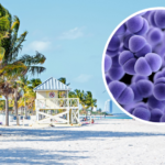 Alerta sanitaria en Key Biscayne: detectan altos niveles de bacteria fecal en playa de Crandon Park