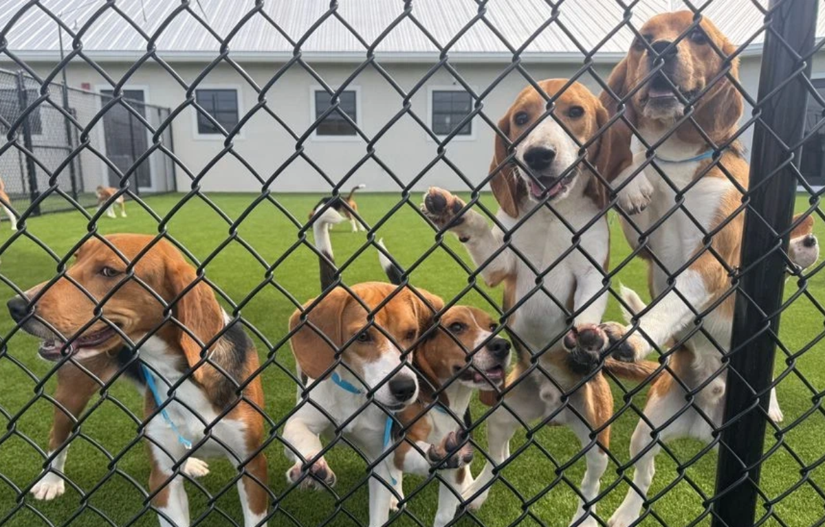 beagles Florida