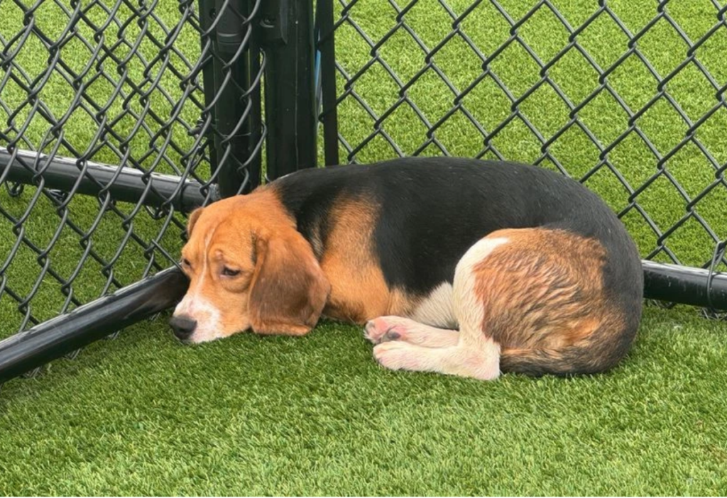 Beagles