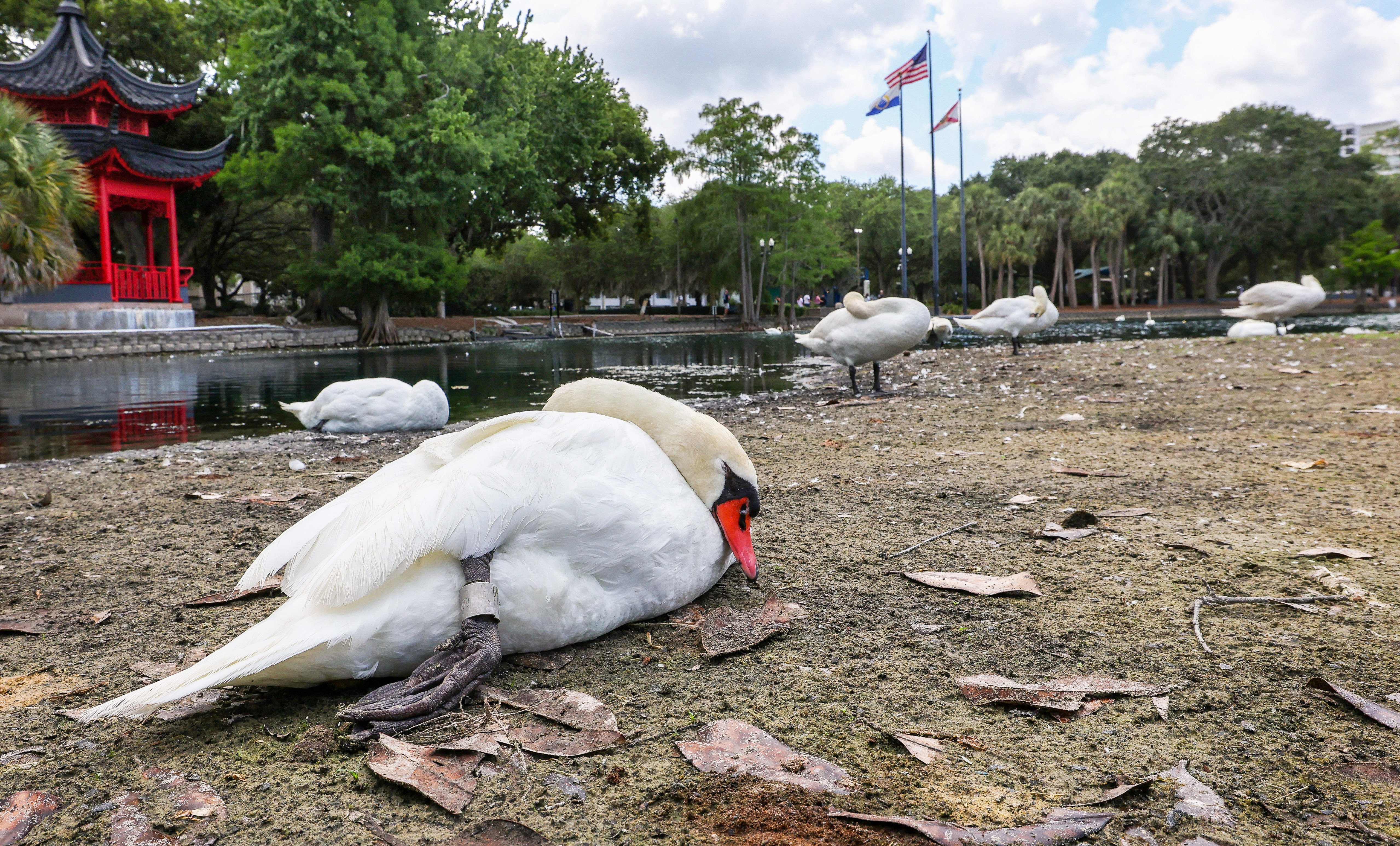 Los cisnes duermen una siesta en la costa expuesta por las recientes condiciones de sequía con la icónica pagoda del lago Eola al fondo, el viernes 8 de mayo de 2026. La ciudad de Orlando ha anunciado que se suspenderá el programa de cisnes de larga duración y se retirarán los animales del parque del centro. (Joe Burbank/Orlando Sentinel)