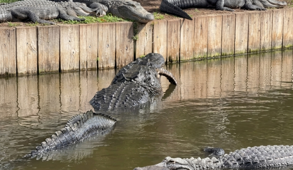 caimanes gatorland orlando florida caiman